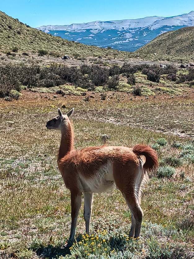 guanaco