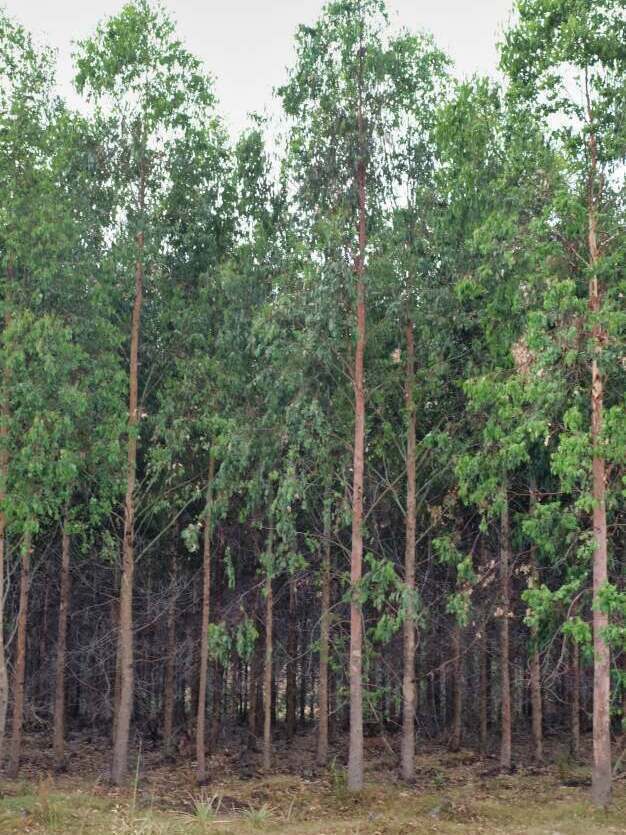 eukalyptusplantaasi