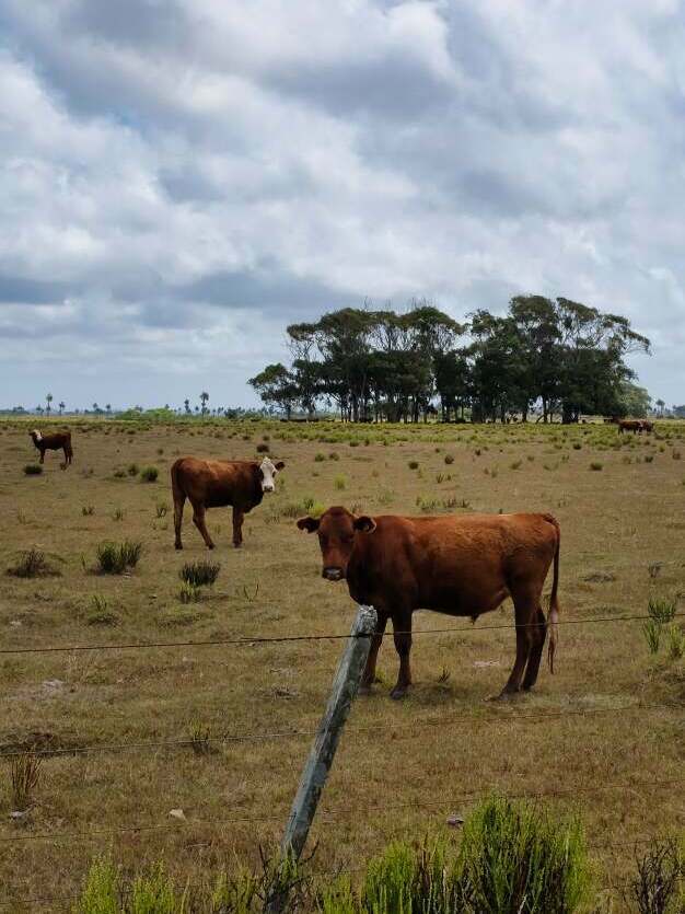 lehmä urguayn pellolla